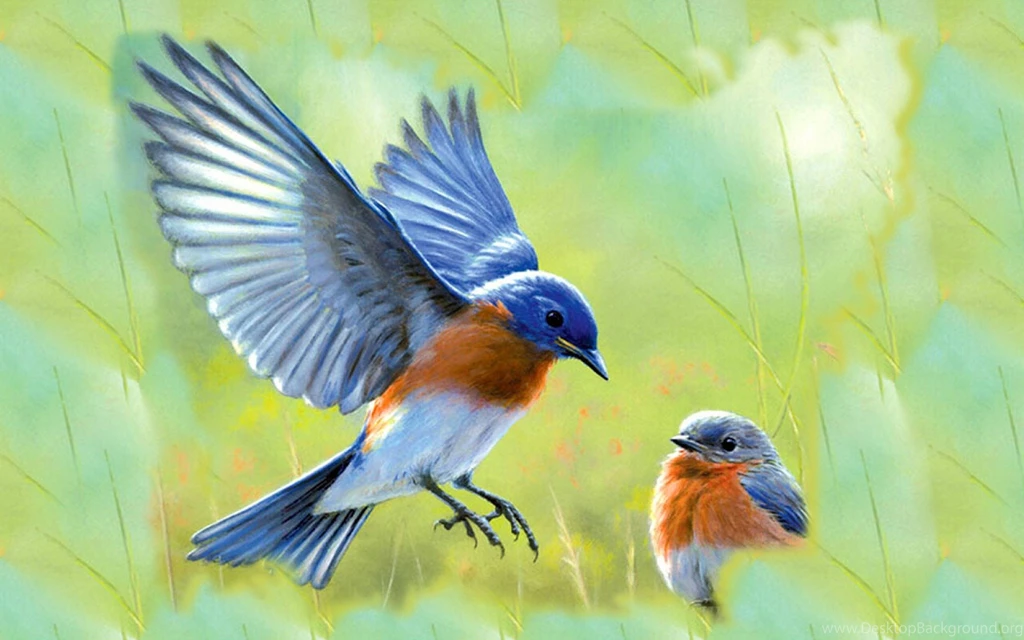 3 Eastern Bluebird HD Wallpapers