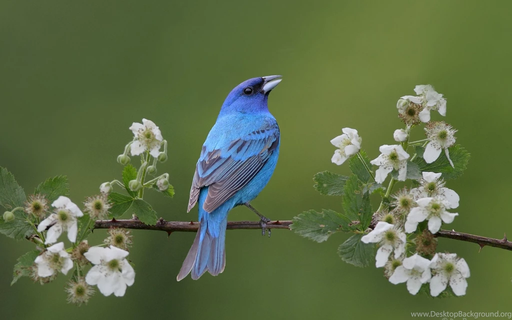 Eastern Bluebird Wallpapers Bing Images