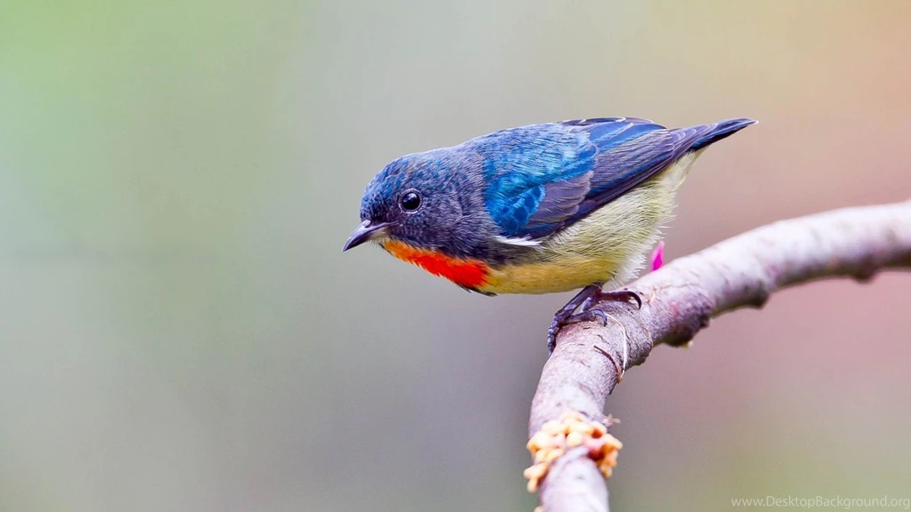 Blue Bird Wallpapers