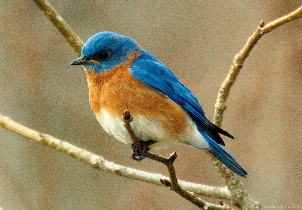High Quality Bluebird Wallpapers