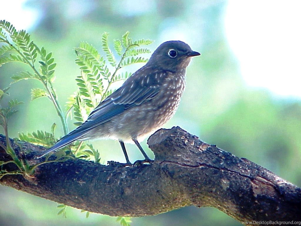 Stylist View: Mountain Blue Bird Free Wallpapers Download