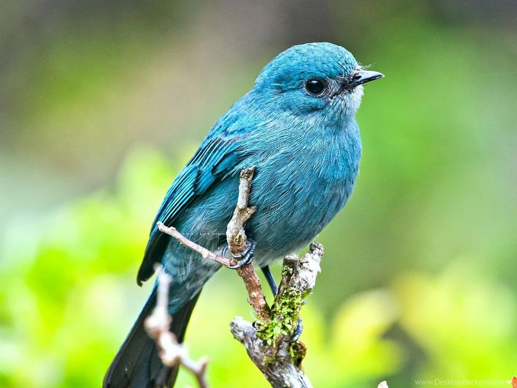 Beautiful Blue Bird 1600x1200px