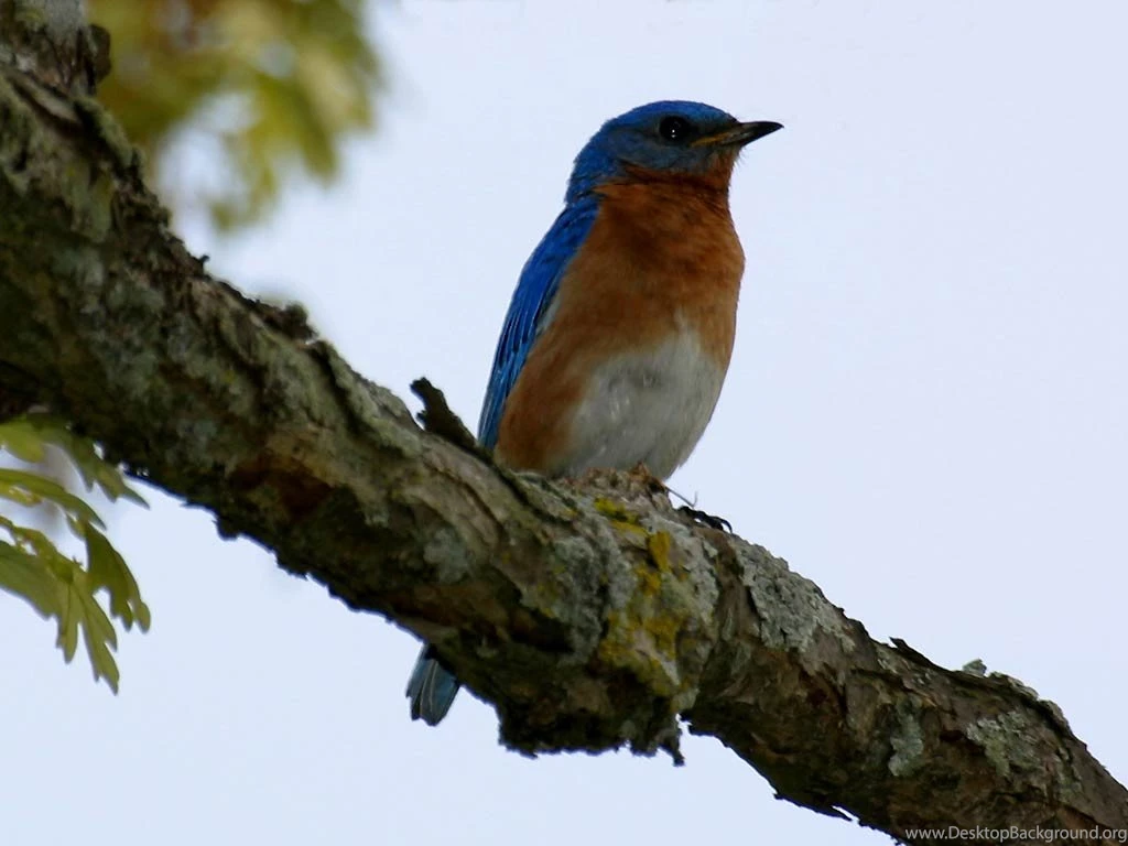 Free Bluebird Wallpapers Animals Town