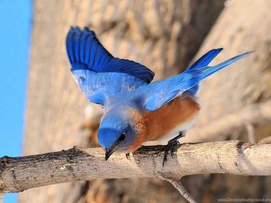 Funny Image Collection: Tropical Blue Bird Desktop Wallpaper!