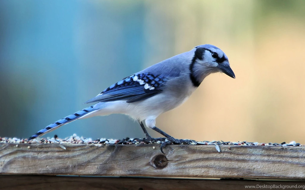 Beautiful Blue Bird Wallpapers