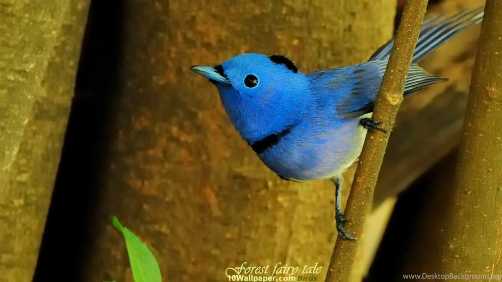 Blue Bird Wallpapers