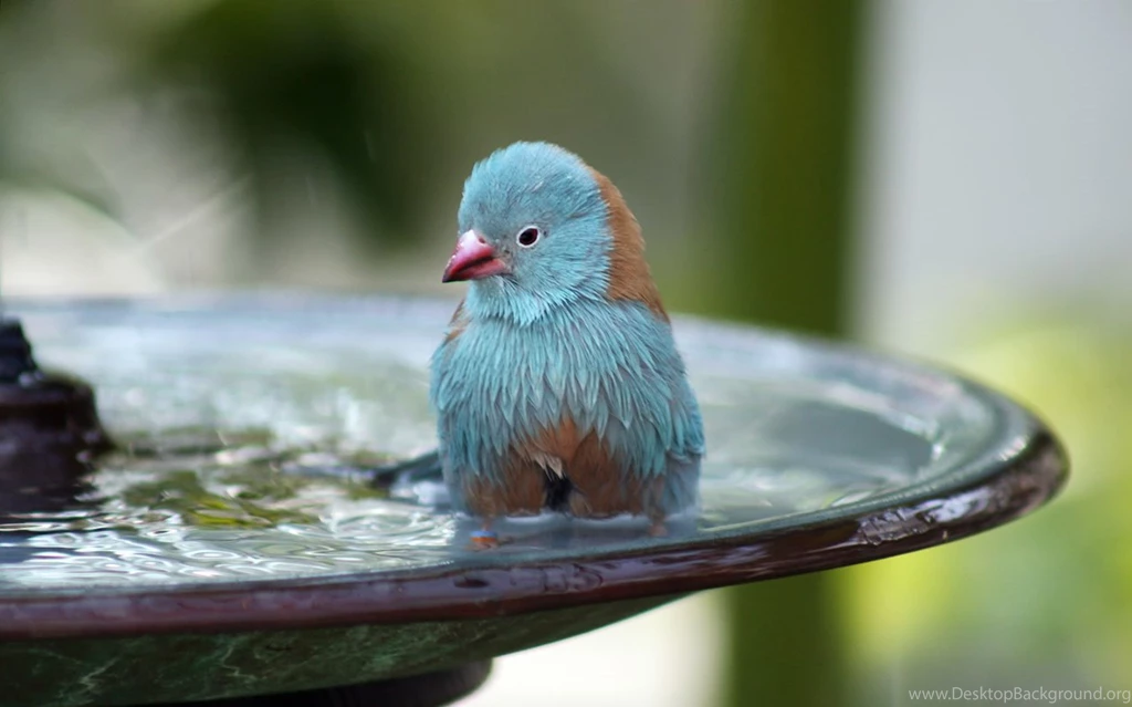 Windows Vista Wallpaperfree Blue Bird Bath Wallpaper. Blue Bird ...