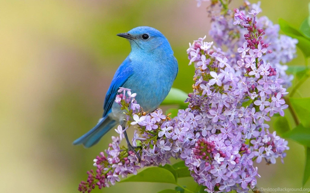 Bluebird