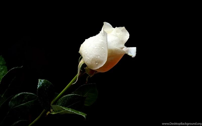 Flowers Roses 2560x1600 Wallpapers – Nature Flowers HD Desktop ...