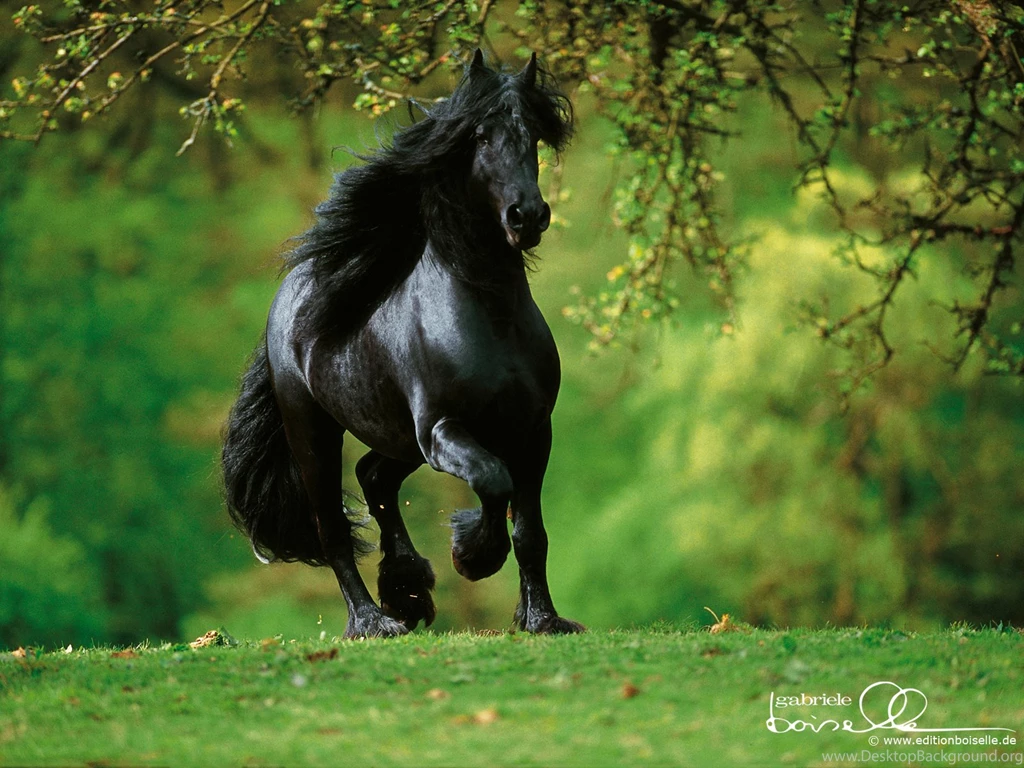 Amazing Cool Horse HD Wallpapers For Desktop