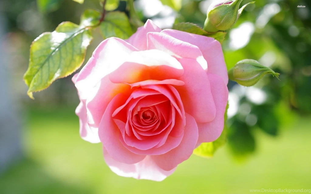 Flowers: Lovely Pink Rose Flowers Roses Nature Flower Desktop ...