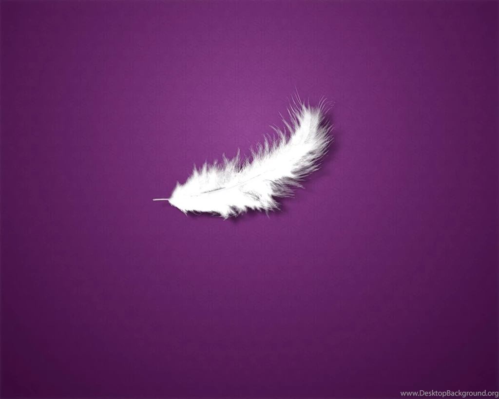 White Feathers HD Wallpapers