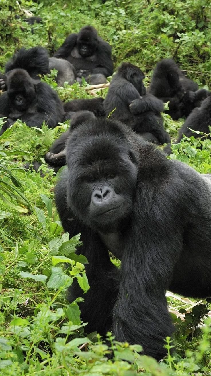Mountain Gorilla On Pinterest