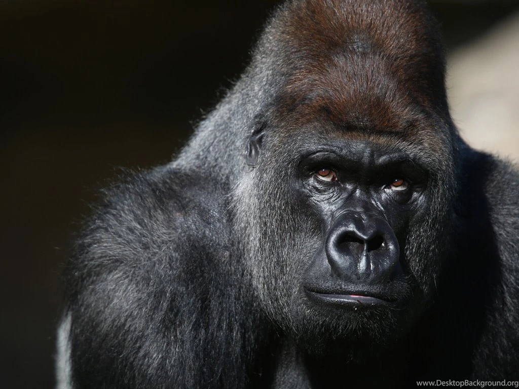 Western Lowland Gorilla By Sam Novak On Prezi