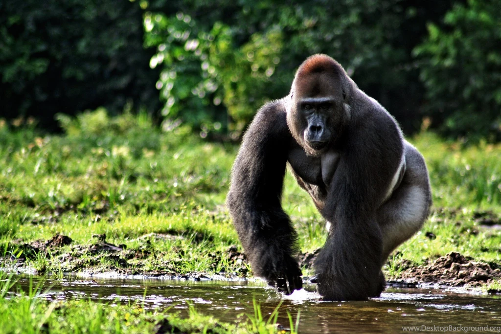 13 Excellent HD Gorilla Wallpapers   HDWallSource.com