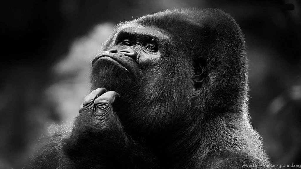 Silver Back Gorilla. Wallpapers Android Apps And Tests AndroidPIT