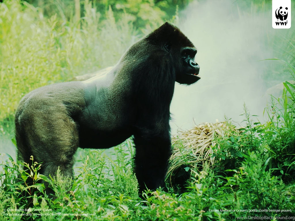 Eastern Lowland Gorilla