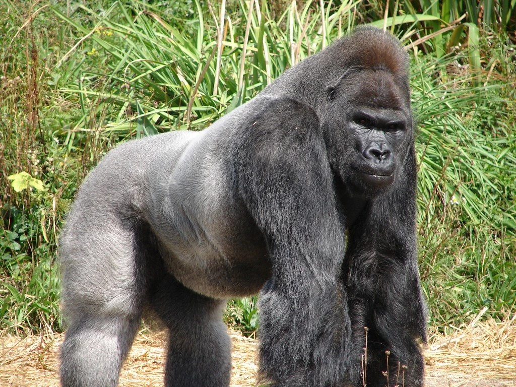Gorilla Wallpapers, Images, Photos, Pictures & Pics