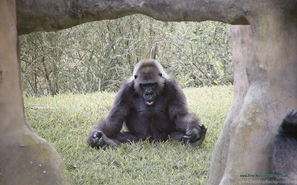 Silverback Wallpapers — Free Full HD Wallpaper. Widescreen HQ ...