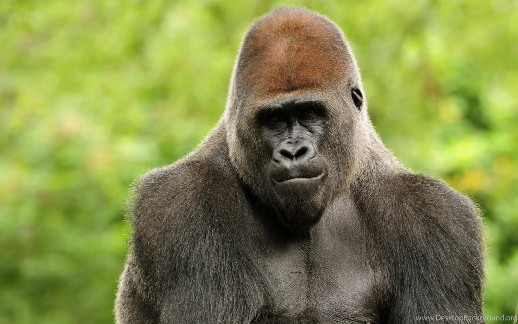 13 Excellent HD Gorilla Wallpapers HDWallSource.com