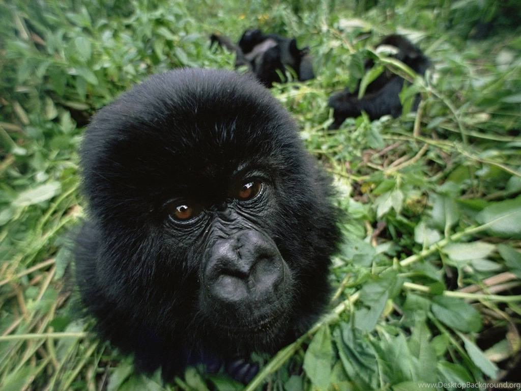 Endangered Mountain Gorillas. ALL About Gorrilas. Rwanda Safari.