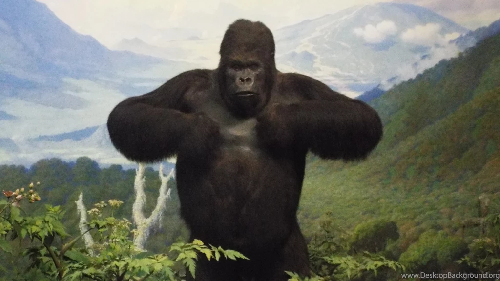 Primates: Gorilla Diorama Animal Museum Amnh Wallpapers Wide For HD ...