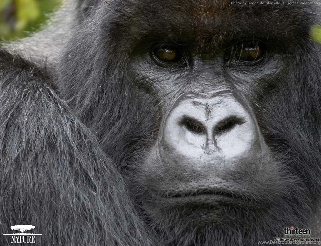 Baby Gorilla Wallpapers