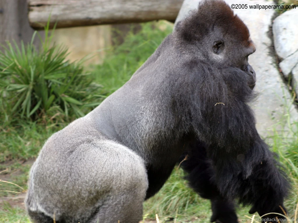 Silver Back Gorilla Wallpapers Free HD Background Images Pictures