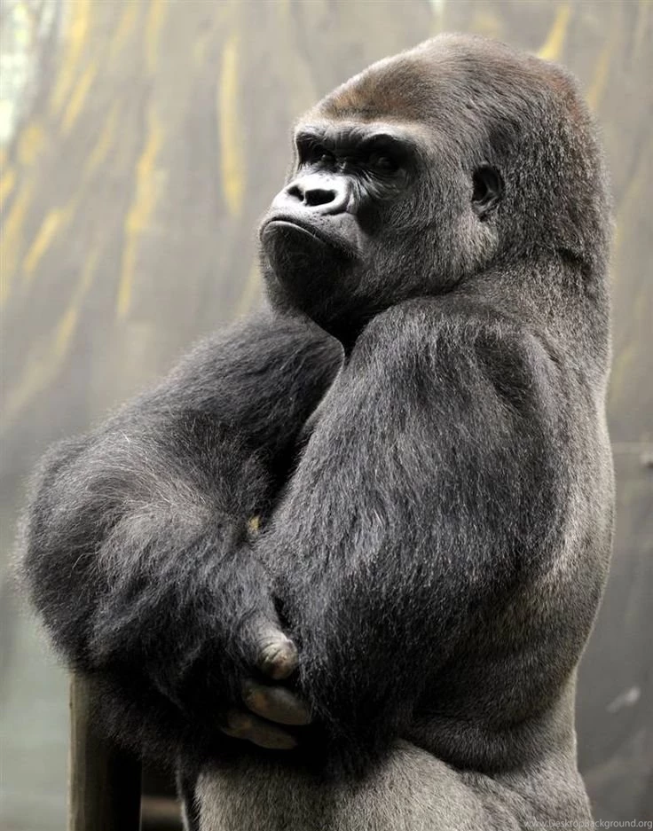 1000+ Ideas About Silverback Gorilla On Pinterest