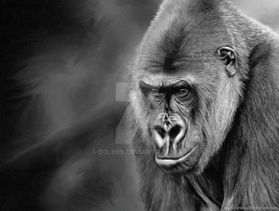 Silverback Gorilla By D3L80Y On DeviantArt
