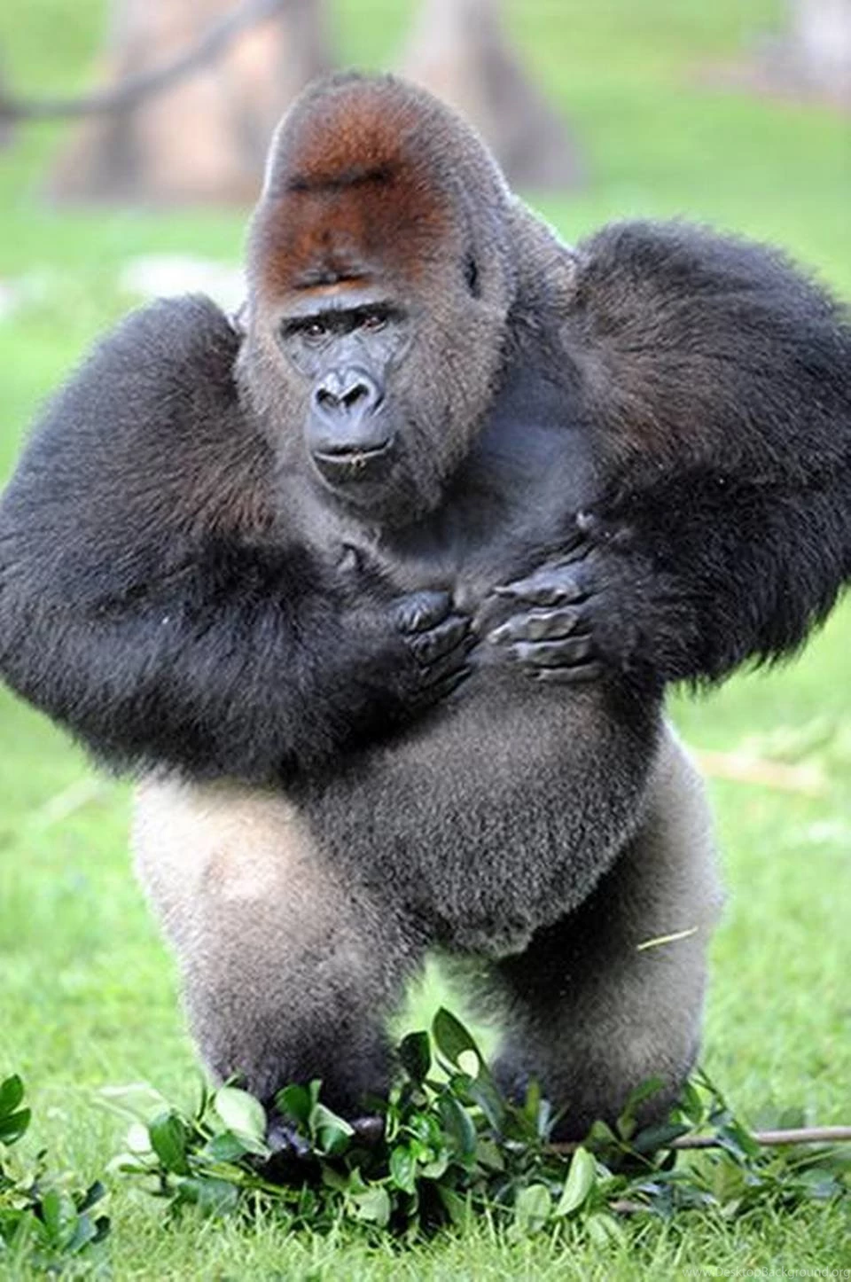 Kay Morrison: Silverback Gorilla High Quality Wallpapers
