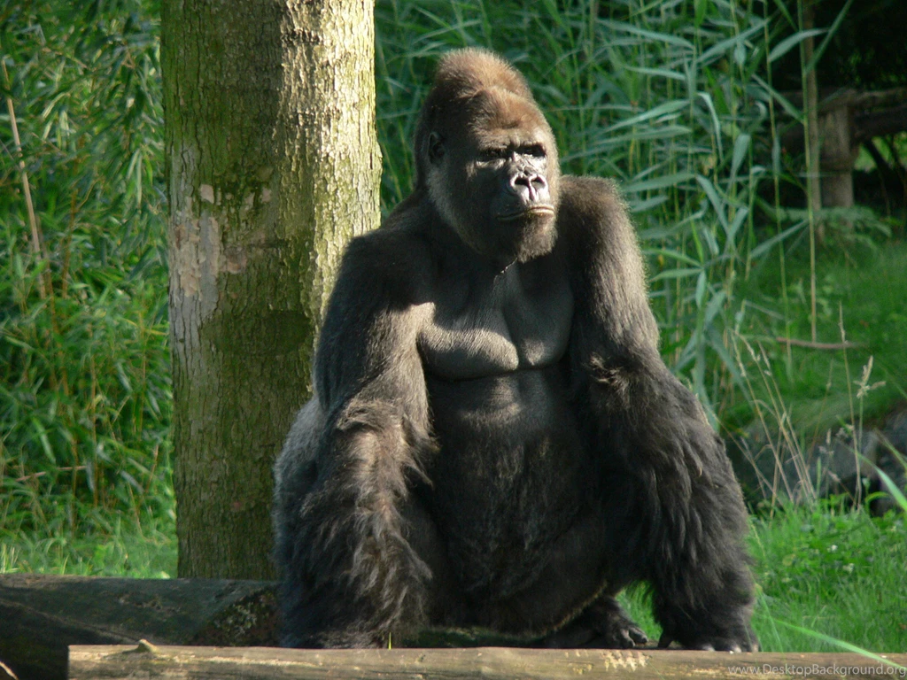 Gorrila Pictures On Animal Picture Society