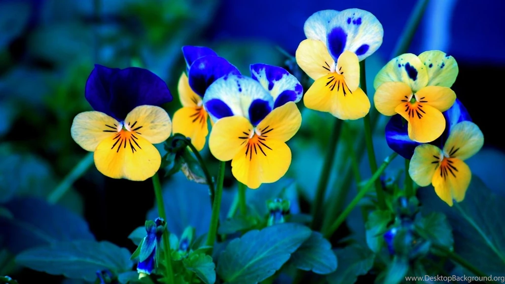 Free Desktop Wallpapers Spring Flowers