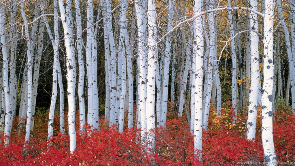 Birch Tree Wallpapers