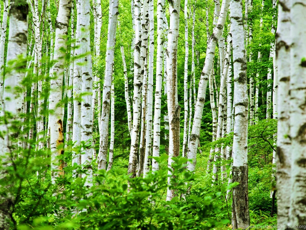 Top Beautiful Birch Tree Forest Wallpapers