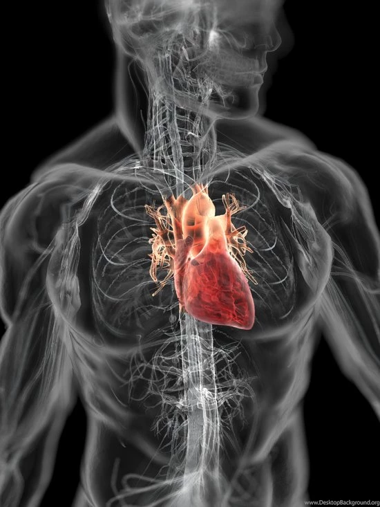 Description Human Heart And Circulatory System