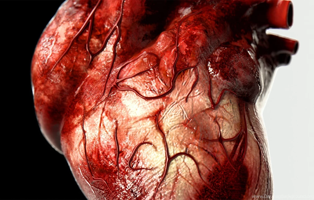 The Human Heart
