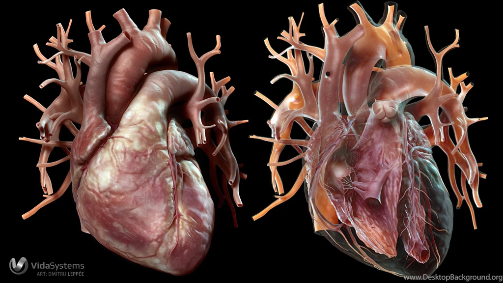 Human Heart By Leppee On DeviantArt
