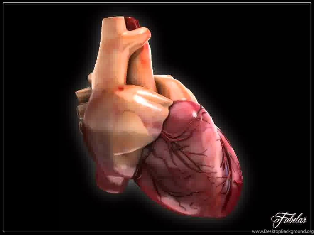 3D Model Of Human Heart Vray YouTube