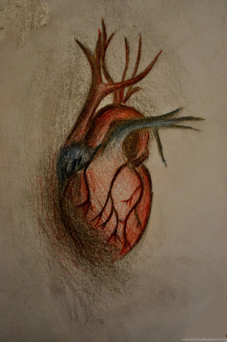 Human Heart By Callob12 On DeviantArt