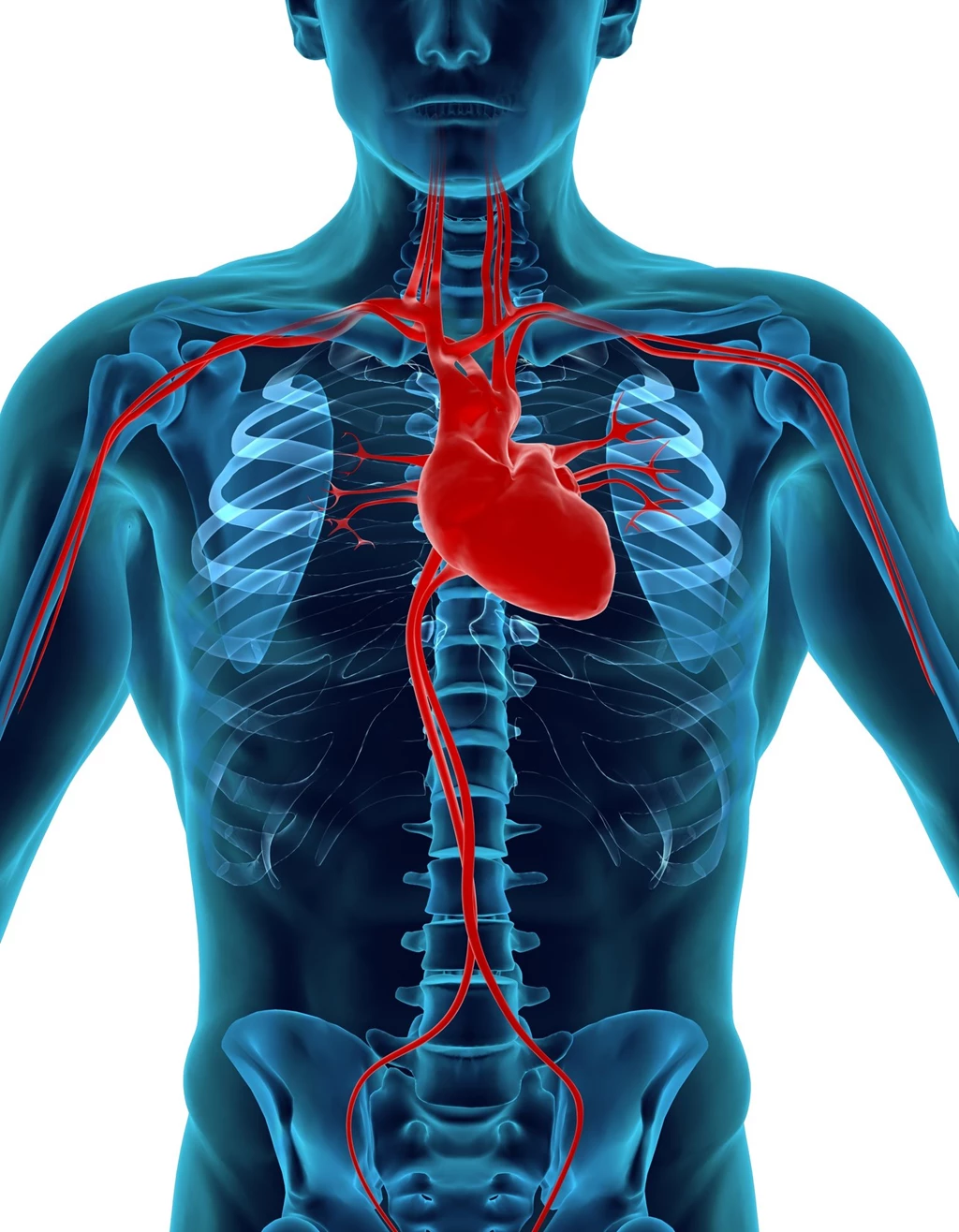 Description Human Heart And Circulatory System
