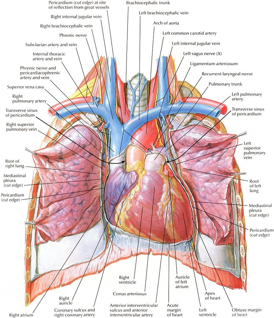 Human Heart Anatomy Diagram Free Hd Wallpapers
