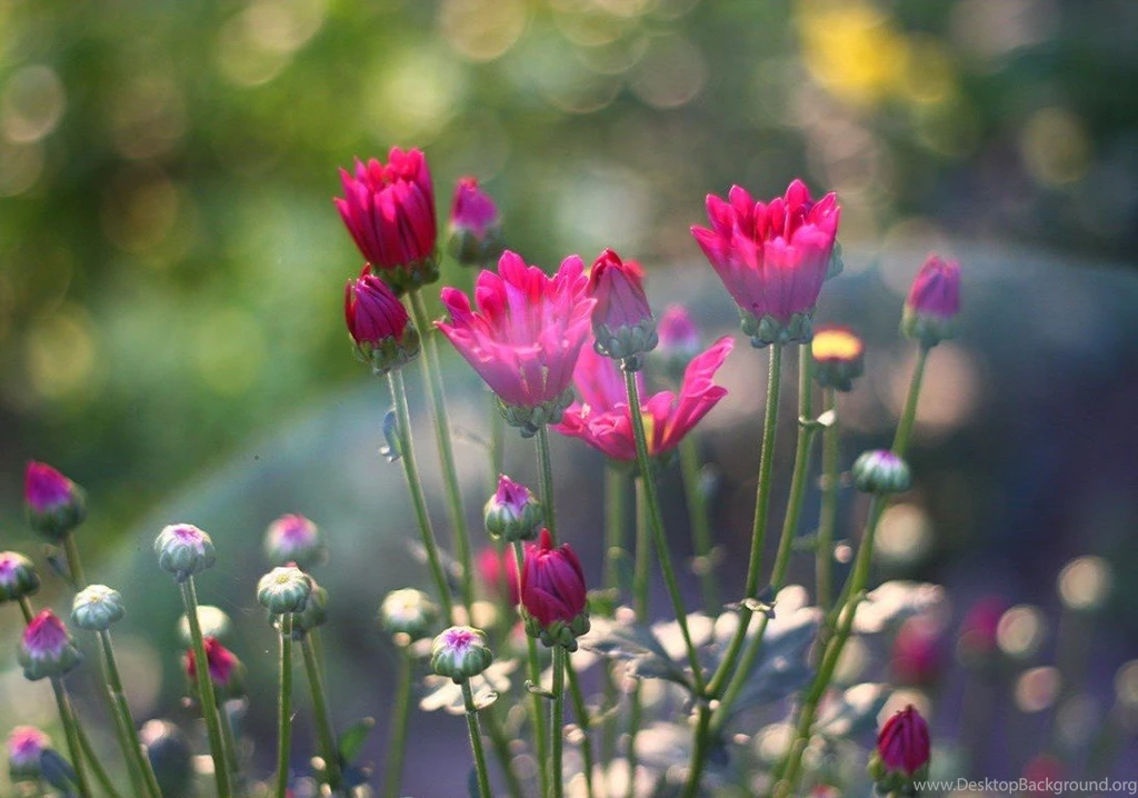 Flowers: Spring Flowers Bokeh Summer Blooming Nature Free Desktop ...