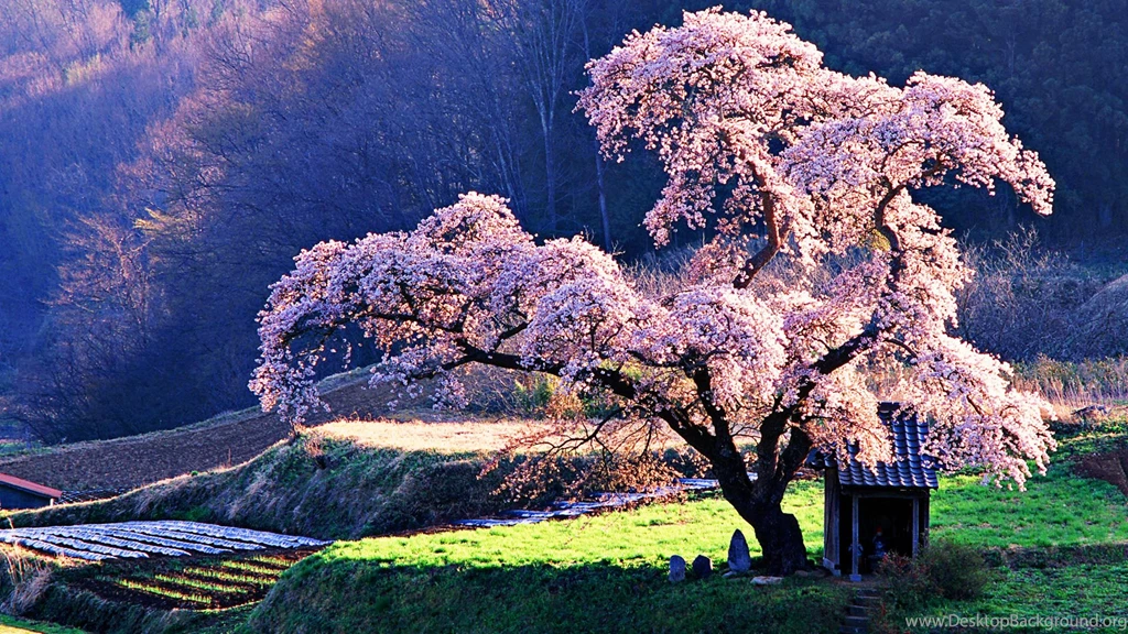 Cherry Blossom Cool Wallpapers