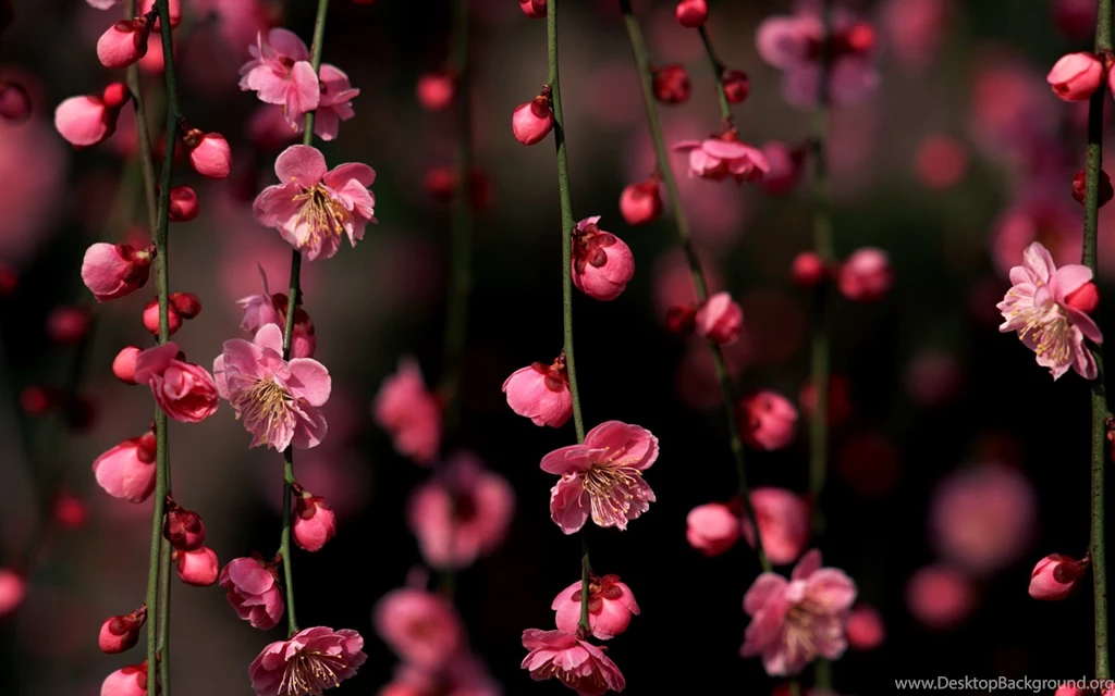 Cherry Blossom Images And Picture Download