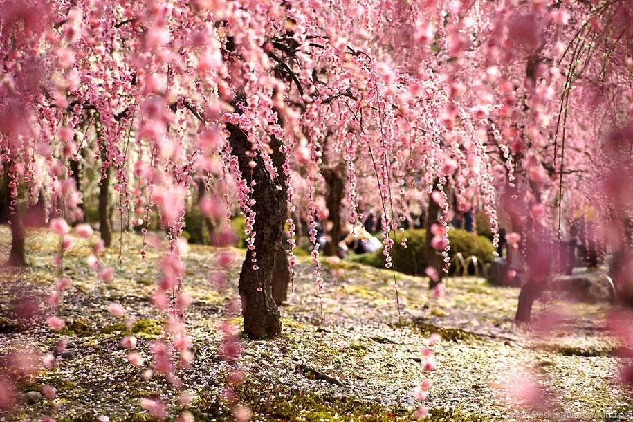 Cherry Blossom Wallpapers Android Apps On Google Play