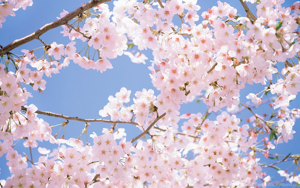 Cherry Blossom Wallpapers Fullscreen