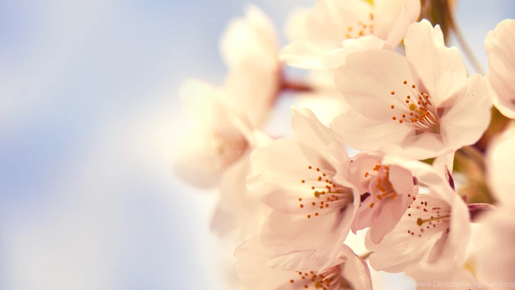HD Blossom Wallpapers