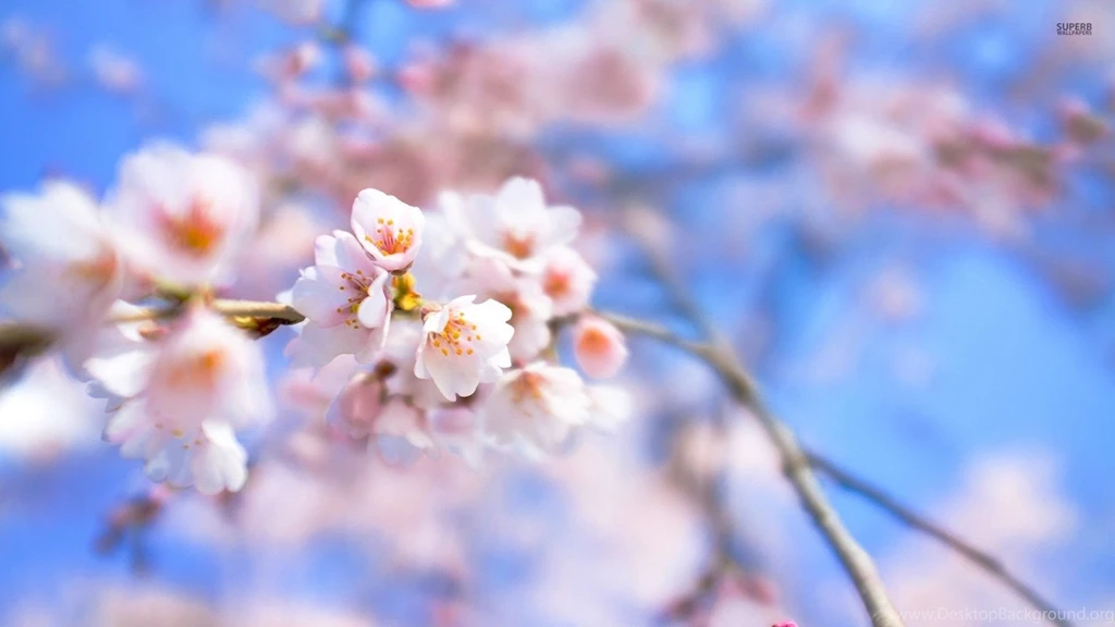 HD Beautiful Cherry Blossom Desktop BAckground Full Size ...