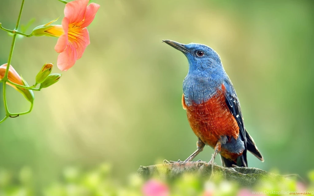 Spring Bird Flowers Bokeh Branch Birds Free Desktop Wallpapers ...
